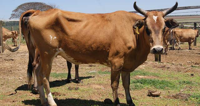 Criminosos furtam animais em propriedade rural na cidade de Vitor Meireles.