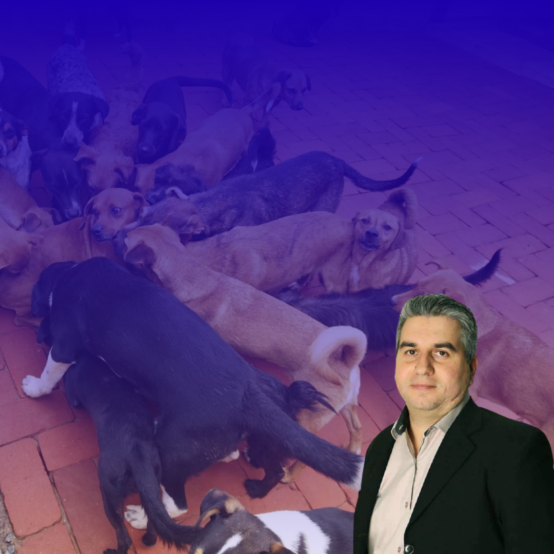 Vereador cria projeto para um centro de atendimento para animais abandonados e protetores em Indaial.