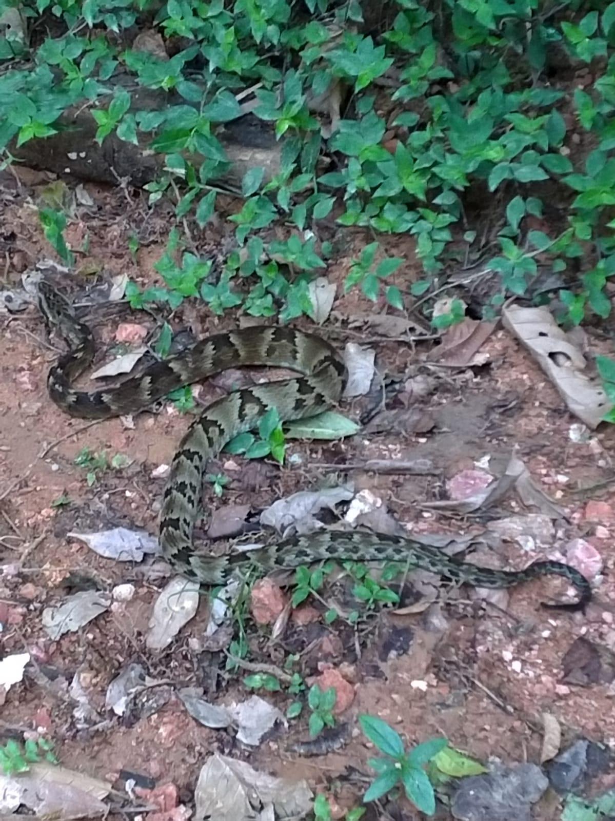 Bombeiros são chamados para capturar serpente que estava no quintal de uma casa na cidade de Ibirama.