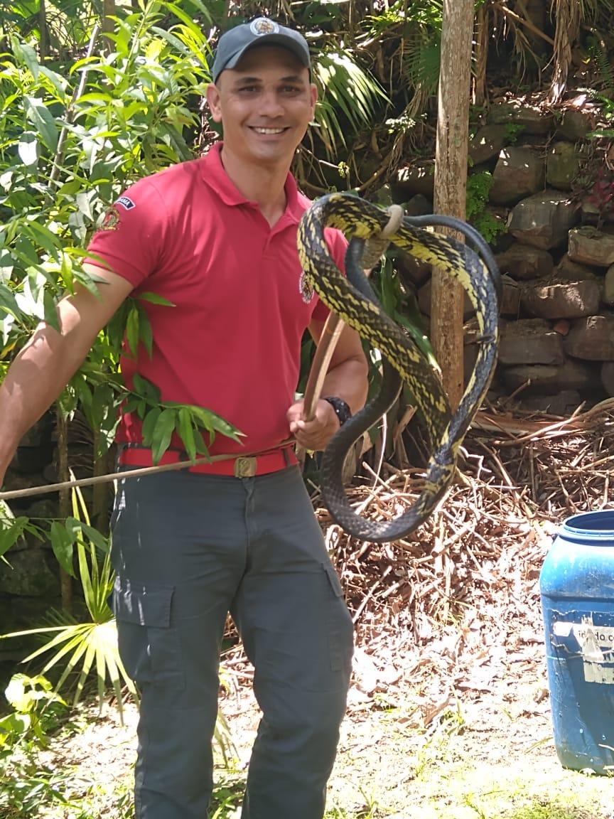 Bombeiros Voluntários capturam cobra caninana em Ibirama.