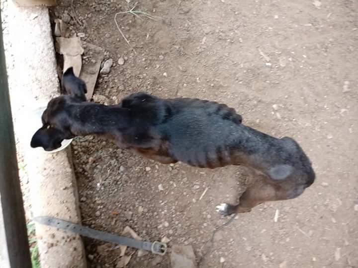Cão vítima de maus-tratos é resgatado pelo Sítio Amigo Fiel.