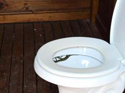 Cobra é encontrada dentro de vaso sanitário.
