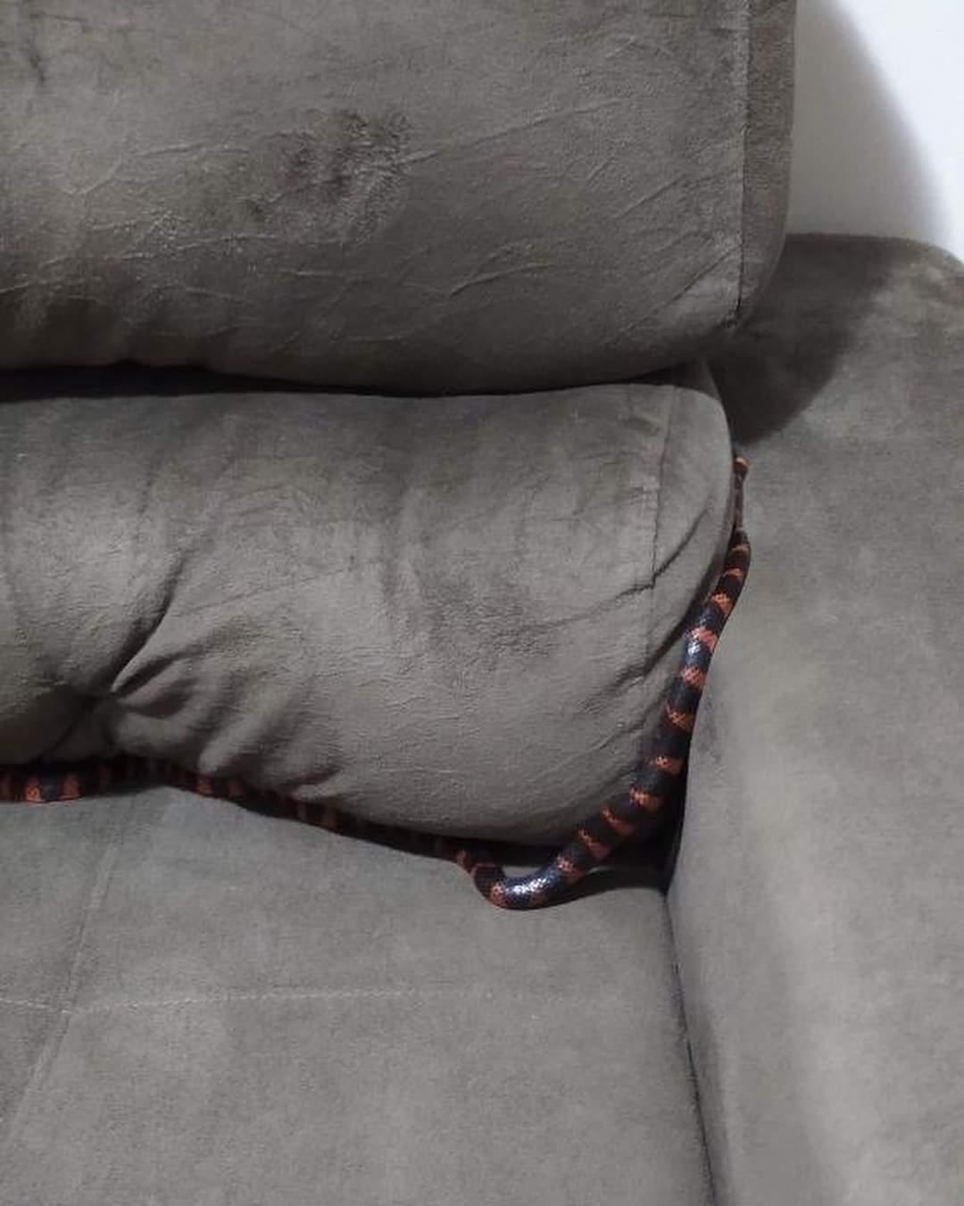 Homem acorda com uma cobra no sofá em que ele estava dormindo na cidade de Jaraguá do Sul.