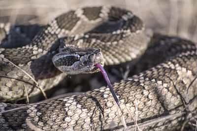 Idoso é picado por cobra venenosa em Blumenau, e só busca ajuda depois de três dias.