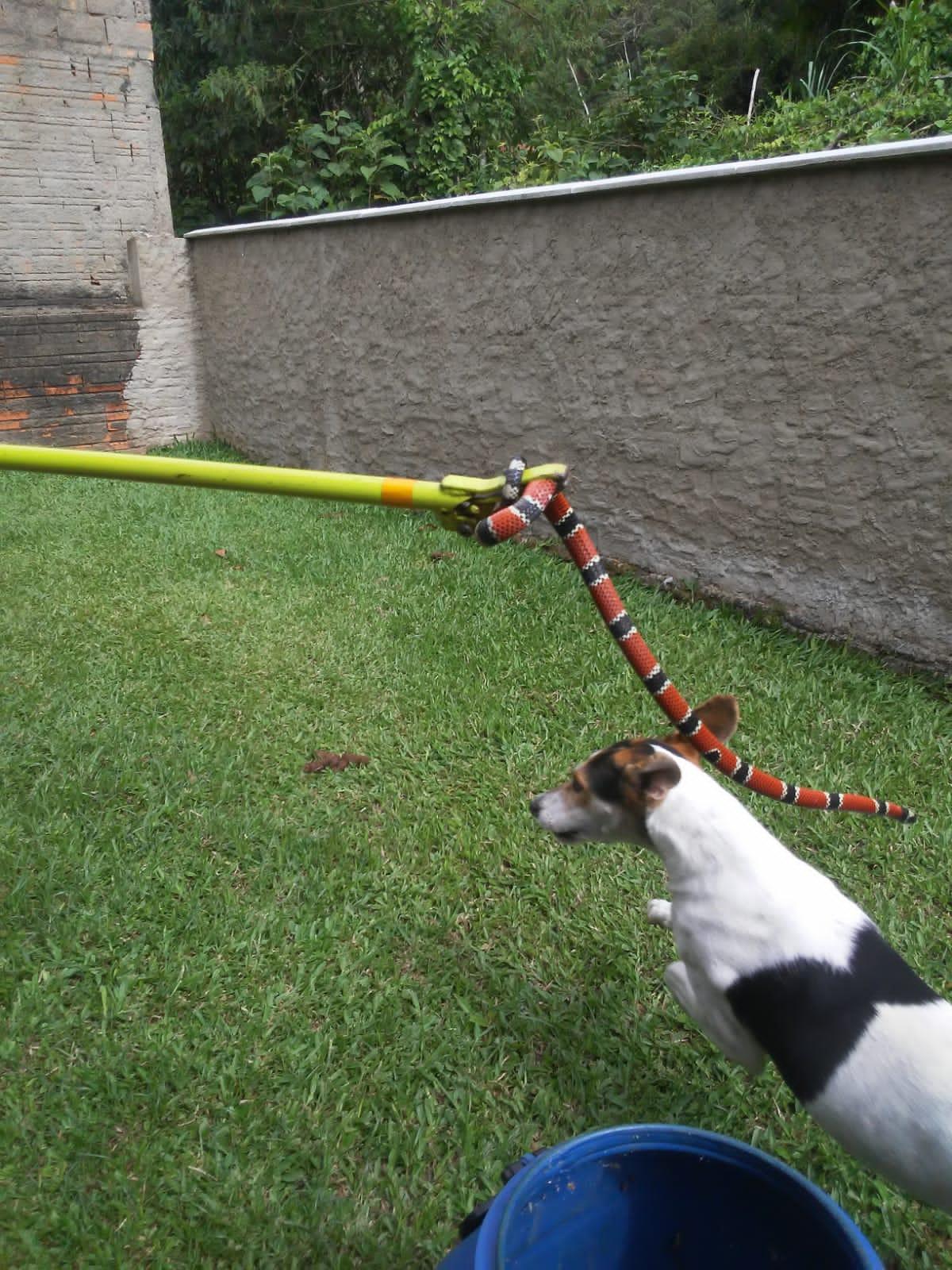 Bombeiros capturam serpente em Ibirama.