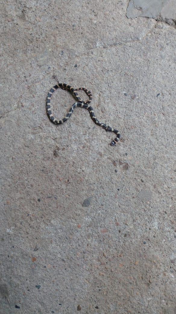 Cobra é encontrada dentro de pacote de malha em Apiúna.