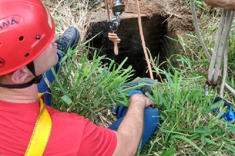 Bezerro cai em poço e é resgatado em Blumenau.