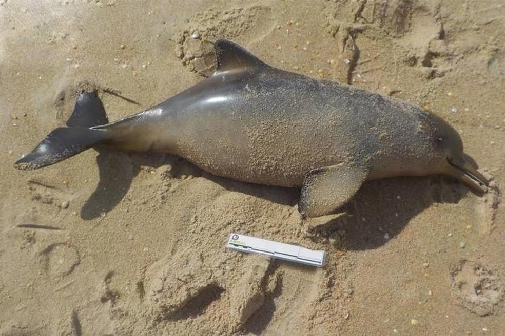 Seis golfinhos de espécie ameaçada de extinção são encontrados mortos em 10 dias em praias Catarinenses.