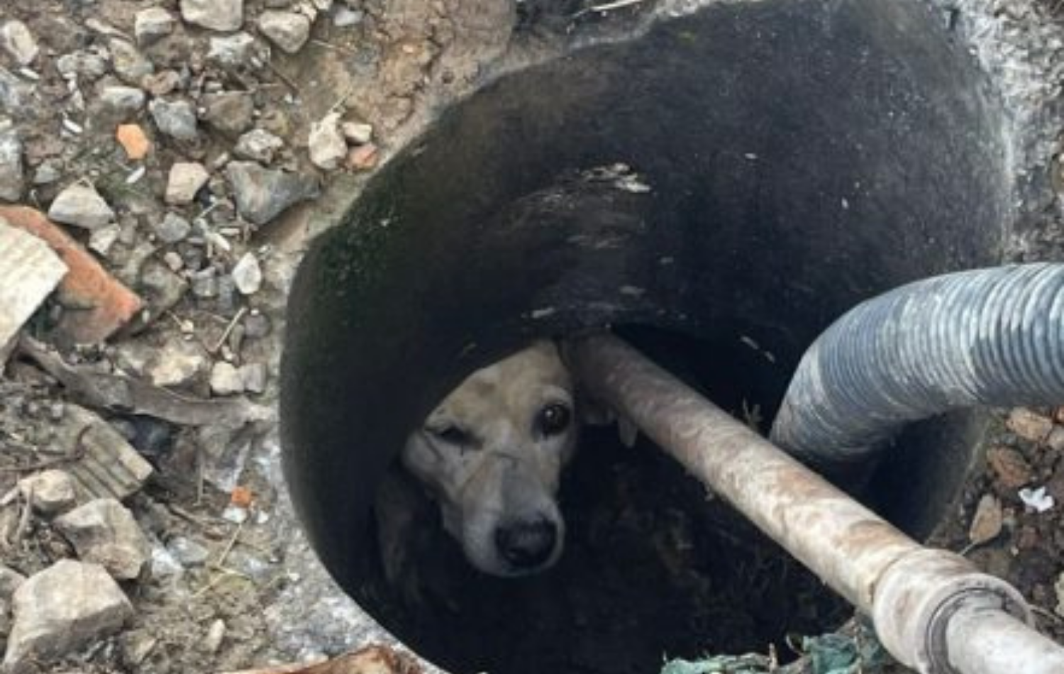 Cachorro é salvo pelos Bombeiros no Alto Vale.