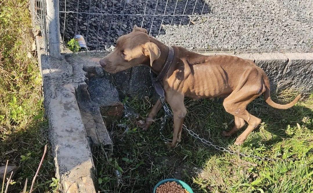 Pitbull em situação de maus-tratos é resgatado no Sul de Santa Catarina.