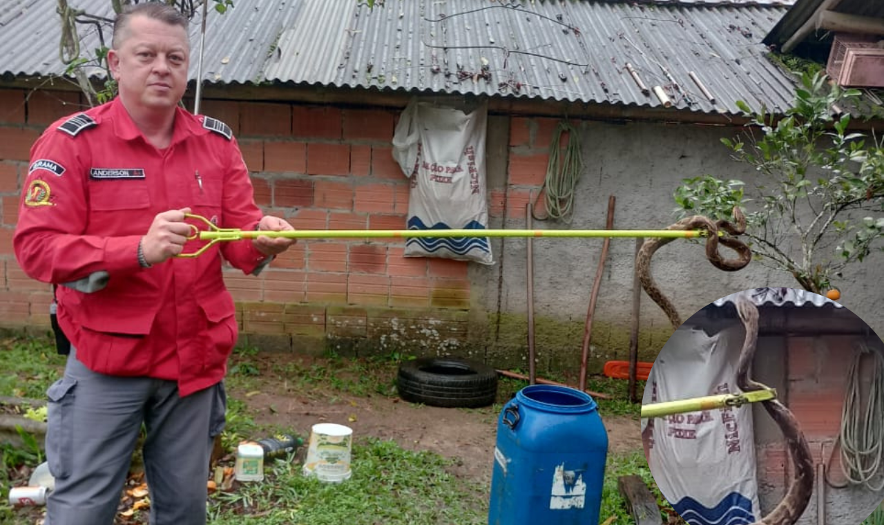 Bombeiros capturam cobra jararaca em Ibirama.