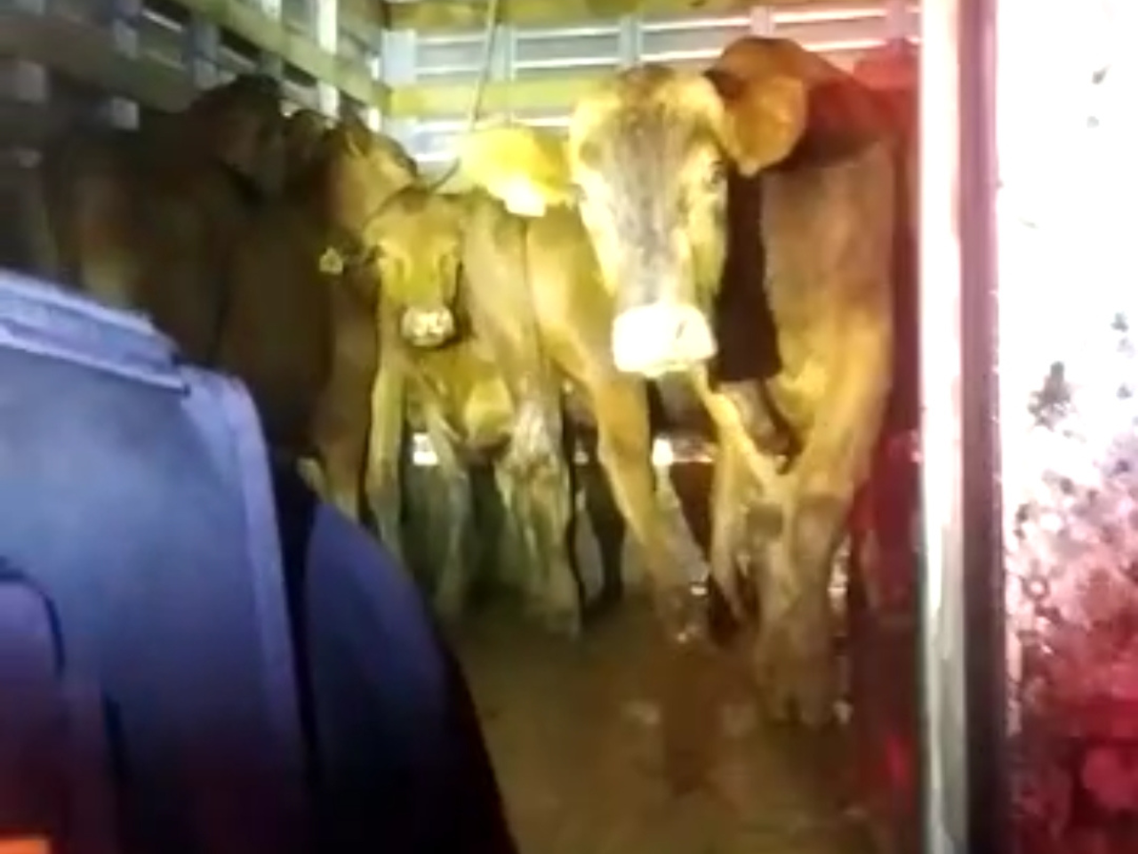 Caminhão-baú roubado carregado com bovinos é recuperado na BR 470 em Rio do Sul.