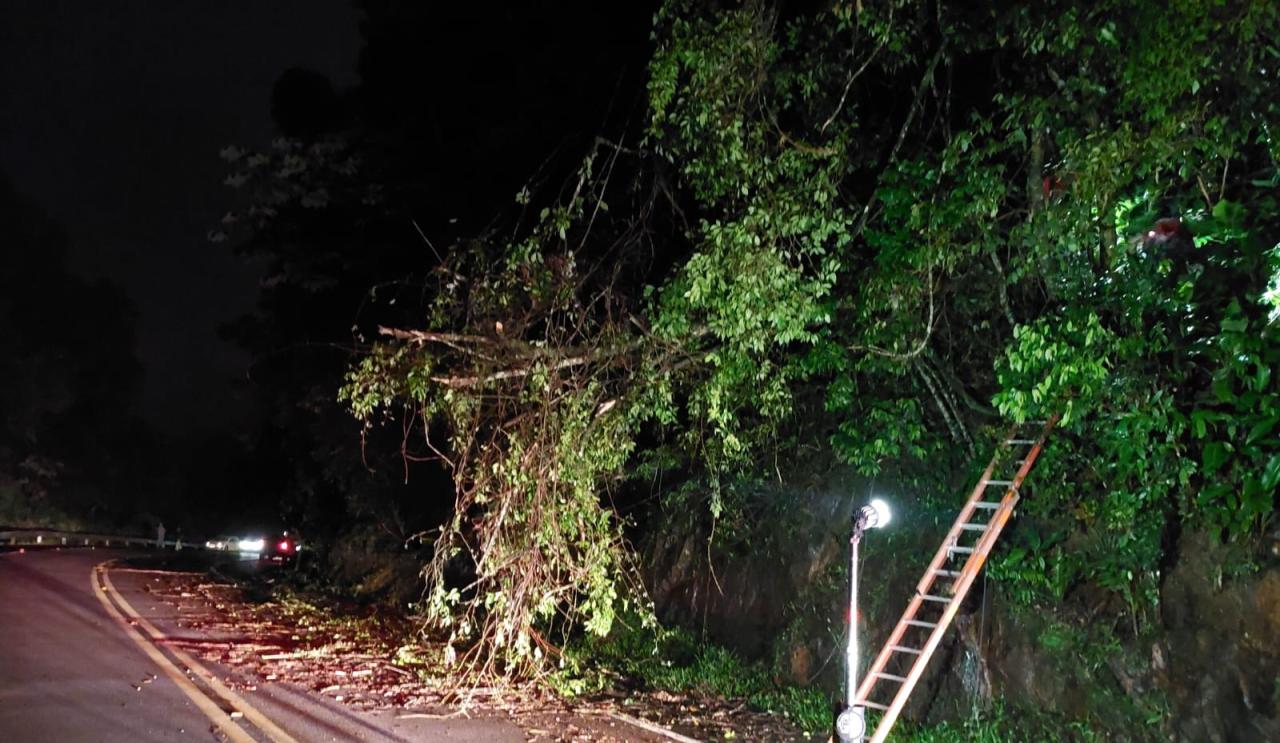 Queda de árvore na BR 470 em Ibirama.