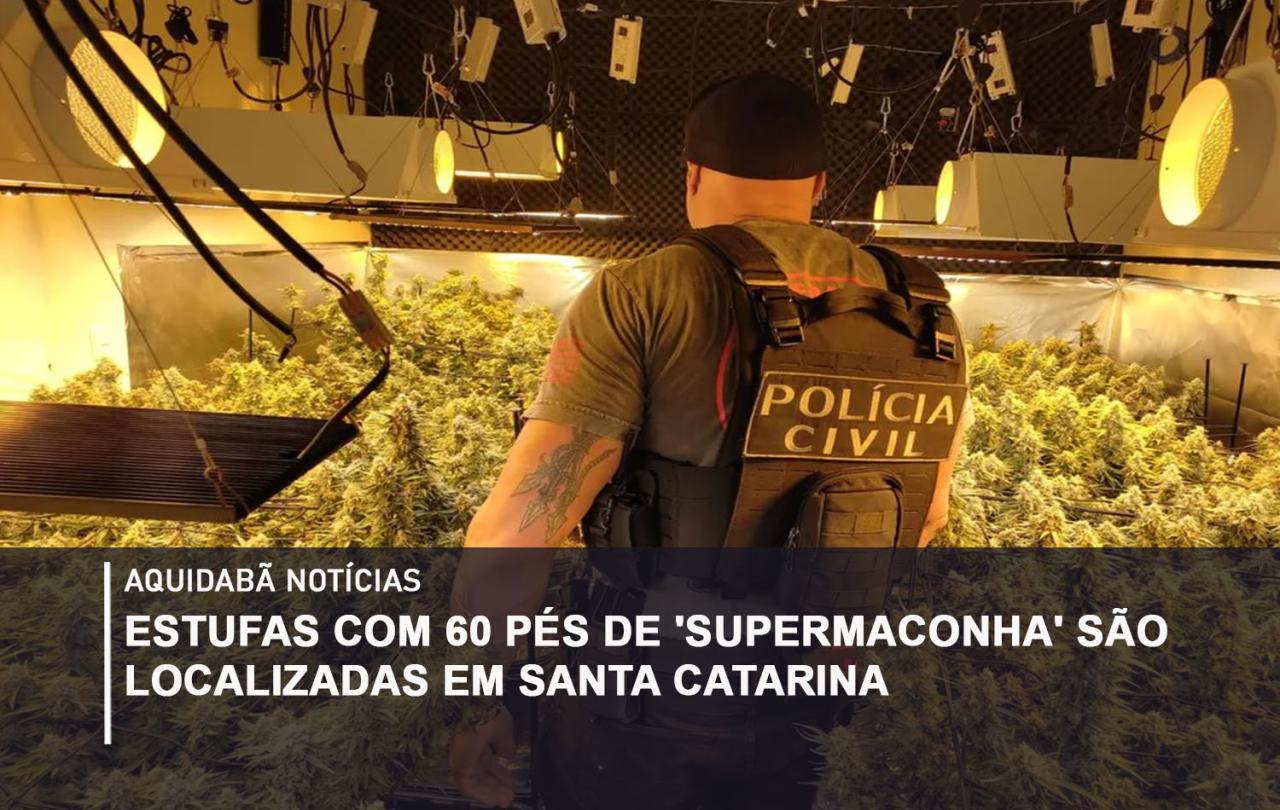 Estufas com 60 pés de 