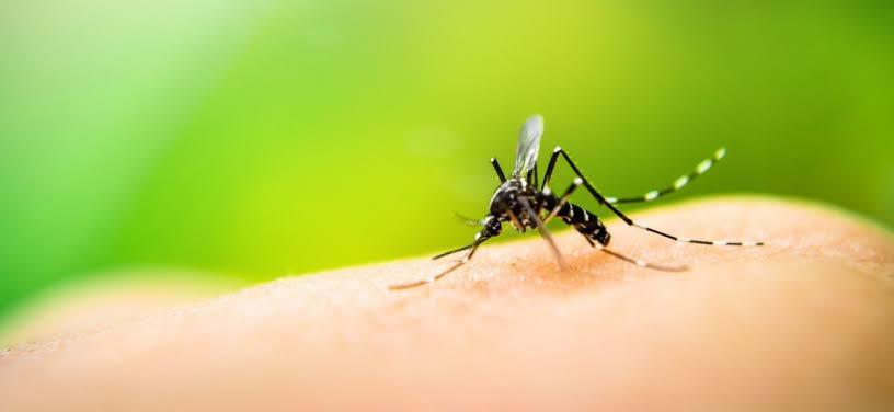 Ibirama registra primeiro óbito por dengue no município