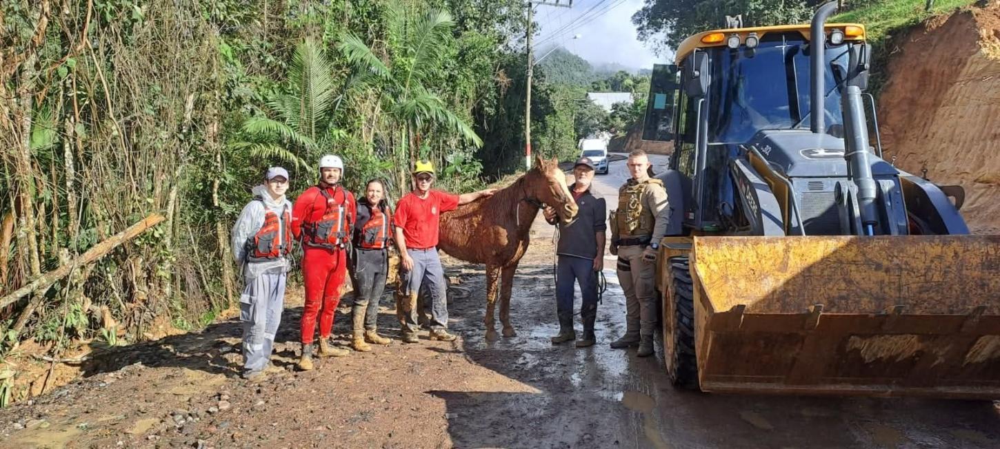 Bombeiros de Vitor Meireles resgatam cavalo arrastado pela correnteza