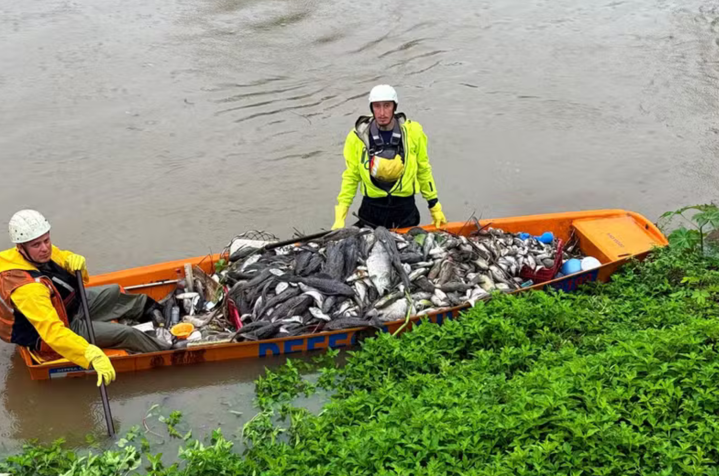 Duas toneladas de peixes mortos são retiradas de rio após contaminação