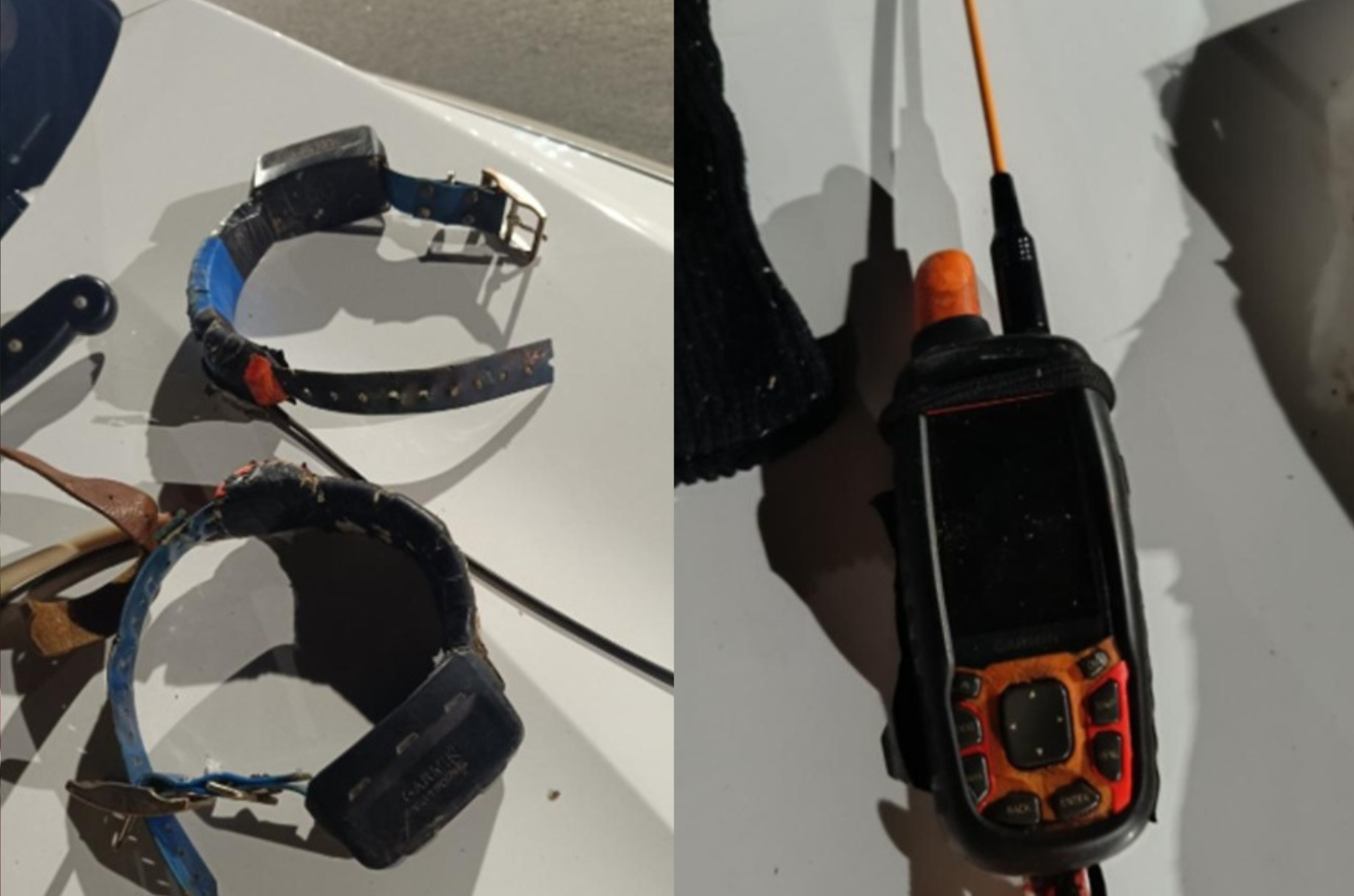 Homem é preso em Apiúna por caça ilegal e maus-tratos a animais