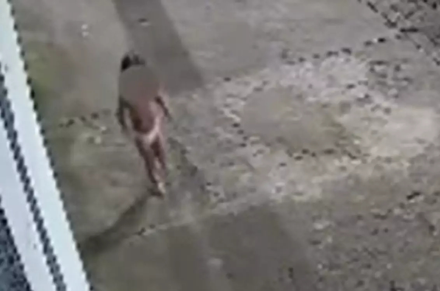 Criança é encontrada na rua de fralda durante a madrugada após mãe abandoná-la sozinha em casa para ir a baile funk