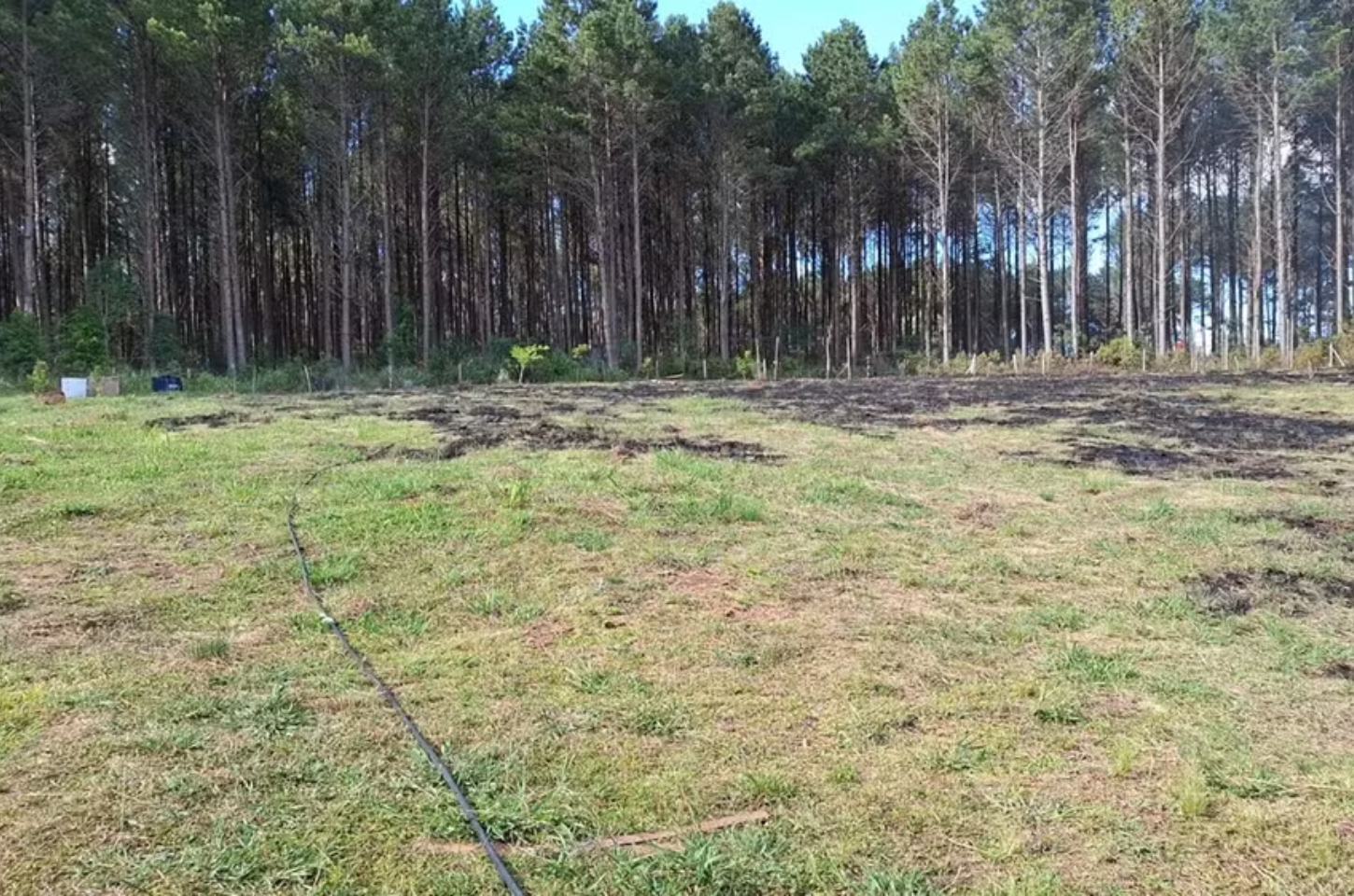 Idosa morre ao tentar apagar incêndio em área de reflorestamento