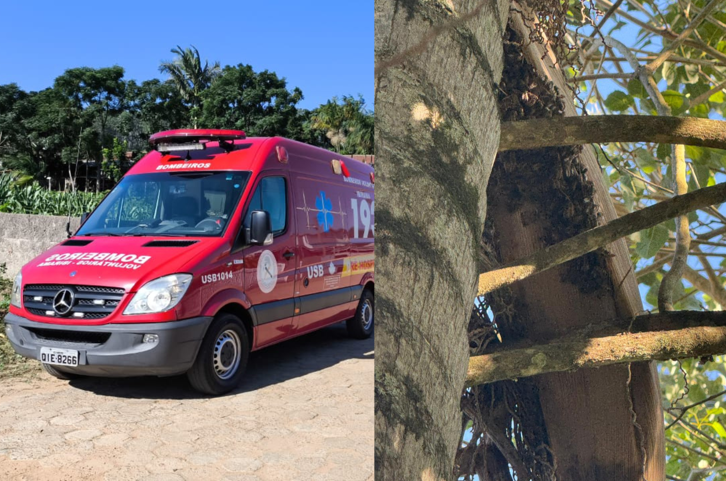 Idoso morre após ser atacado por abelhas no Centro de José Boiteux