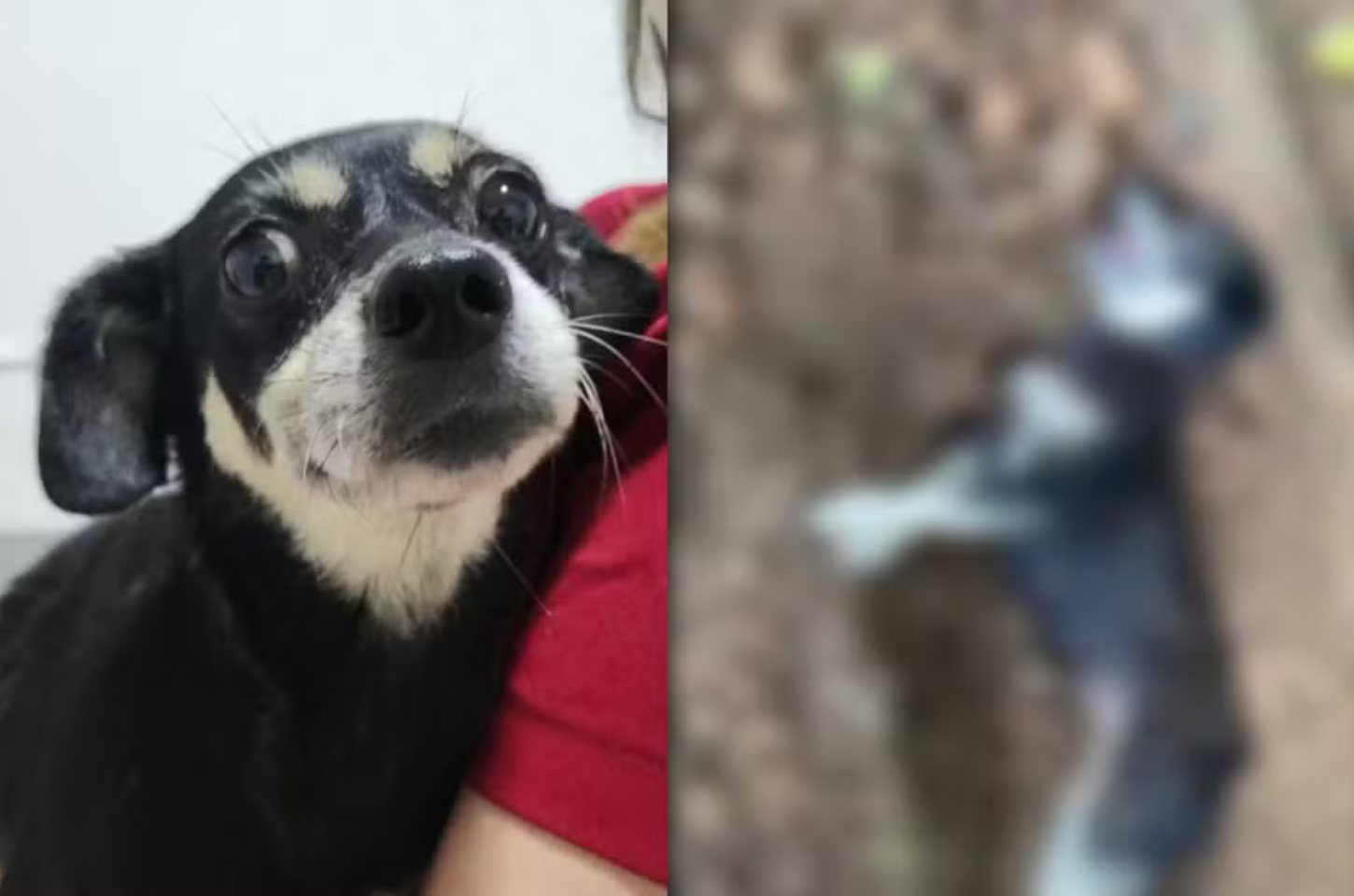 Tutor é denunciado após cadela prenha ser enterrada viva