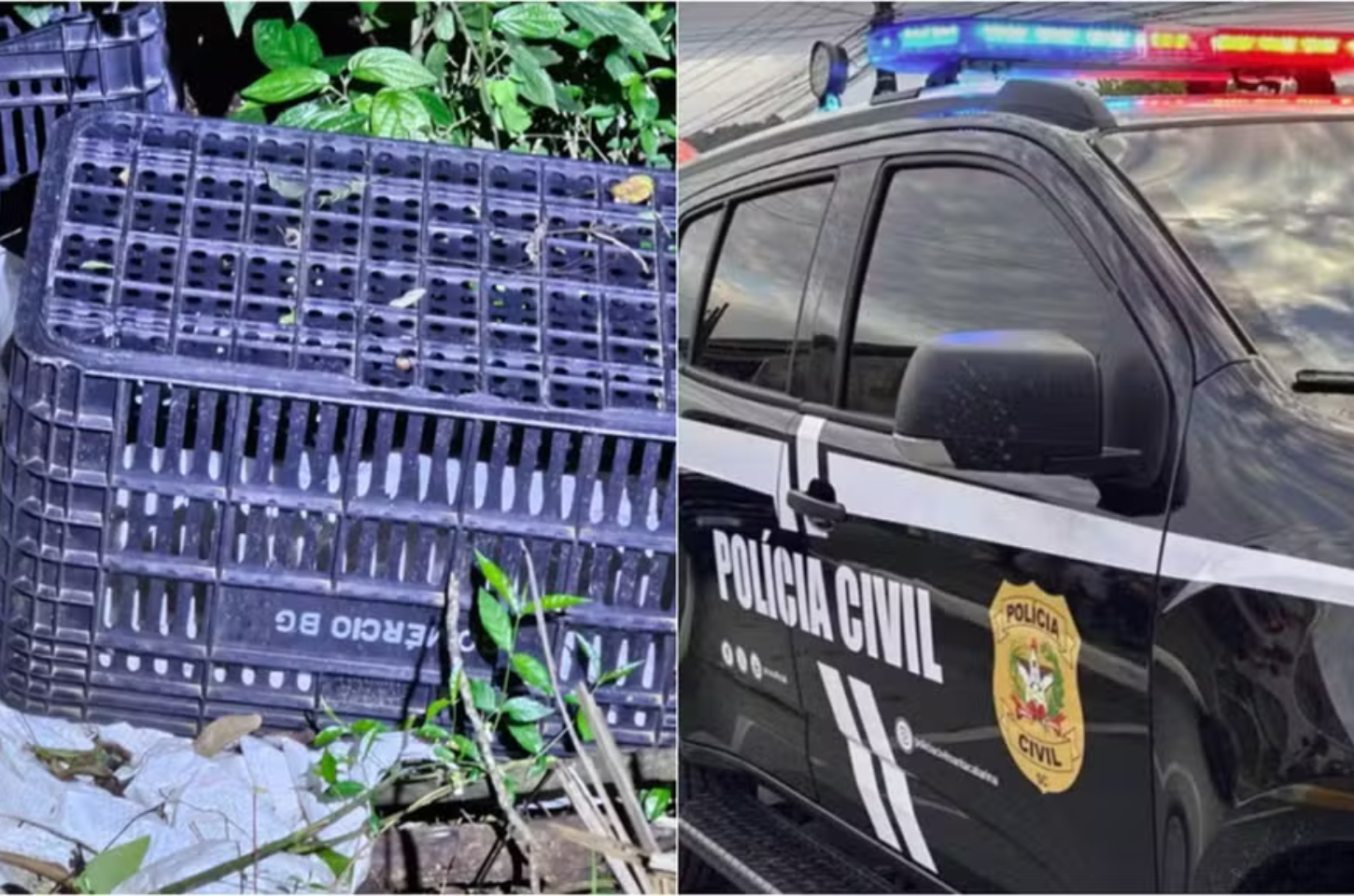 Três pessoas são presas após corpo amordaçado ser encontrado em área de mata